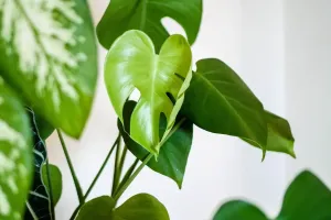 TOP 3 Gotowe zestawy growbox od Grower.com.pl